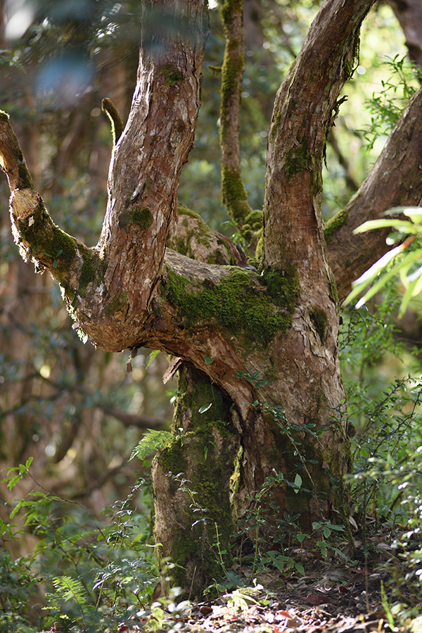 Rhododendron bei Ghorepani klein