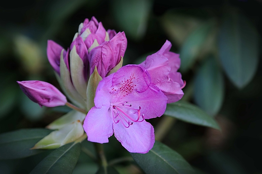 Rhododendron