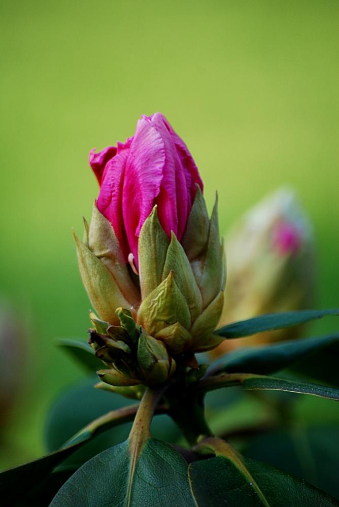 Rhododendron