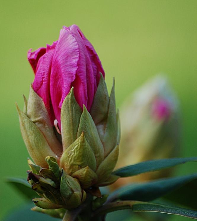 Rhododendron5