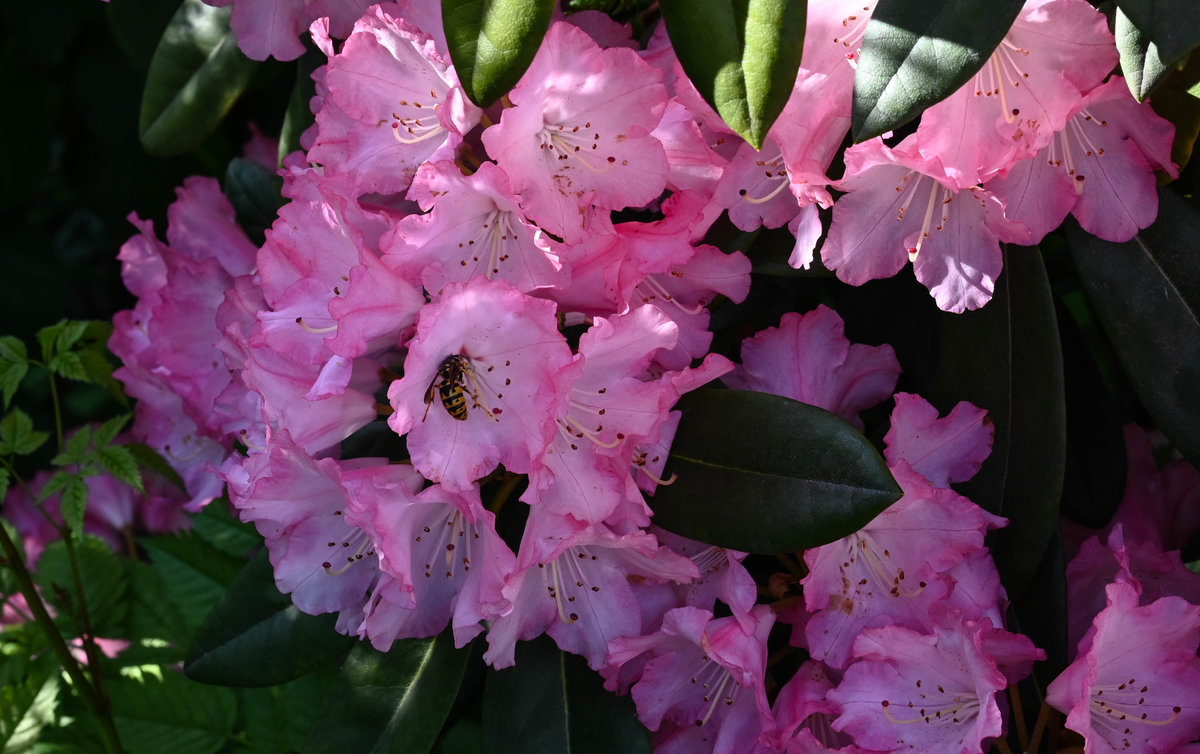 Rhododendronblüte mit Besucherin.jpg