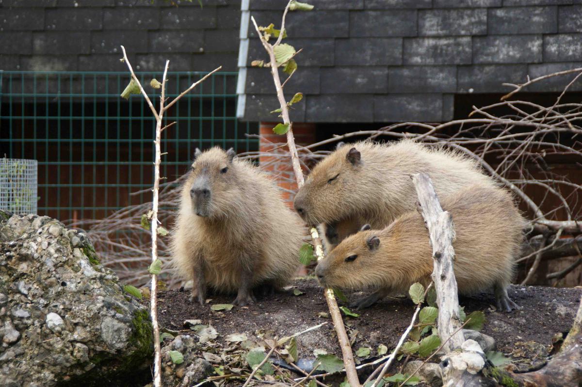 Riesen-Meerschweinchen