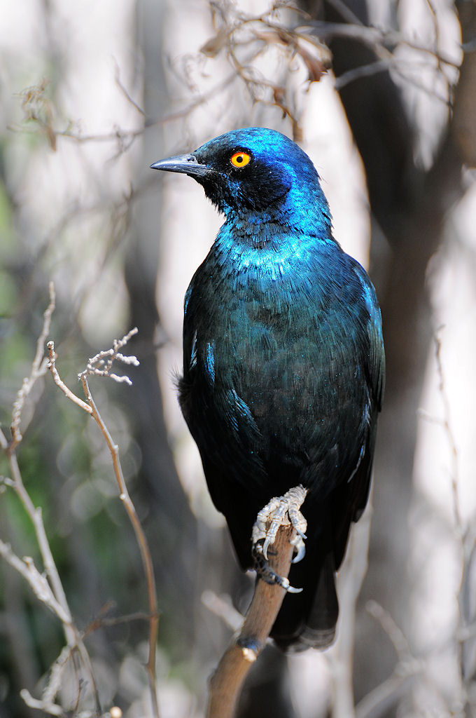 Riesenglanzstar
Solitaire, Namibia
(5760)