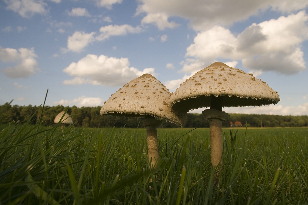 riesenschirmpilze