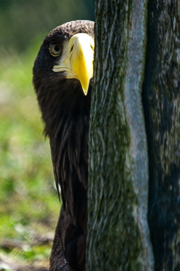 Riesenseeadler