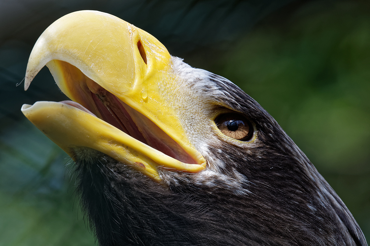 Riesenseeadler