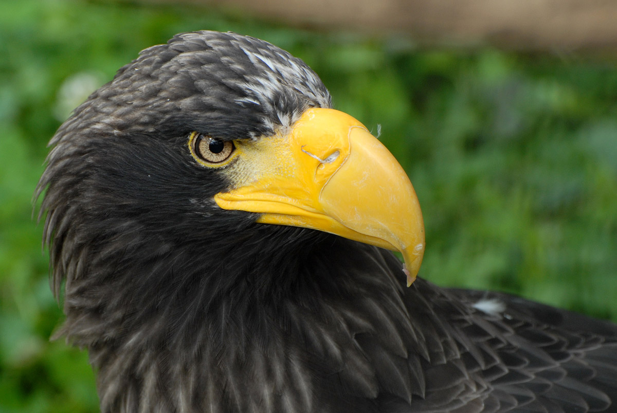 Riesenseeadler