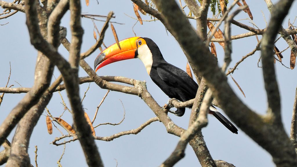Riesentukan (Toco Toucan)
Botanischer Garten, Georgetown
9615