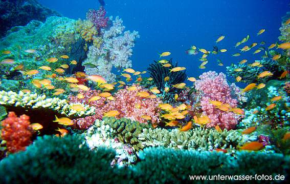 riffausschnitt malediven ari atoll