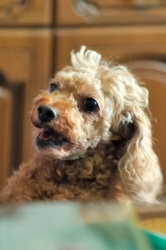 Rikki

Die Pudeldame meiner Eltern.