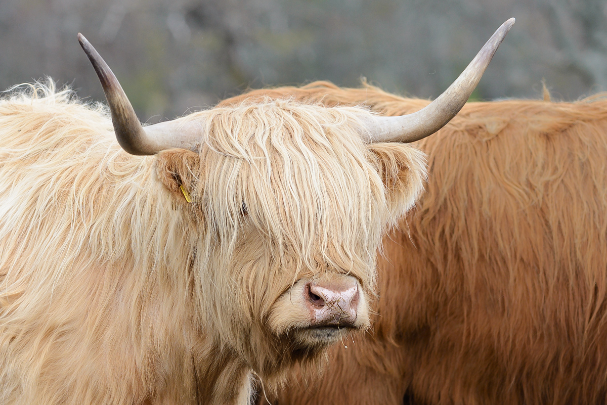 Rindvieh Schottland 2016