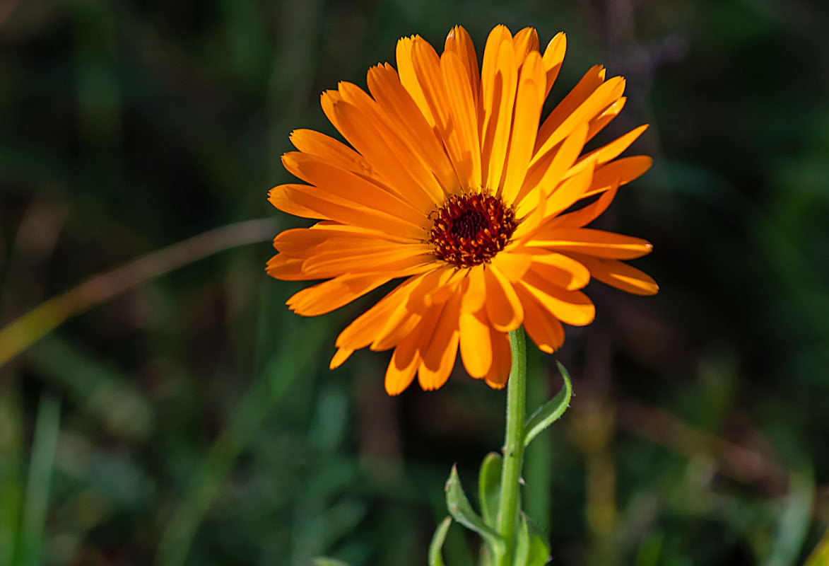 Ringelblume.jpg