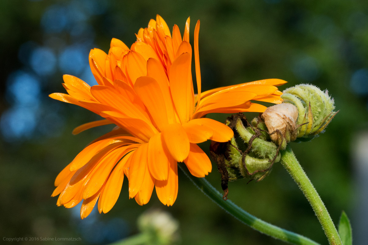 Ringelblume - Schrebergarten 20160906