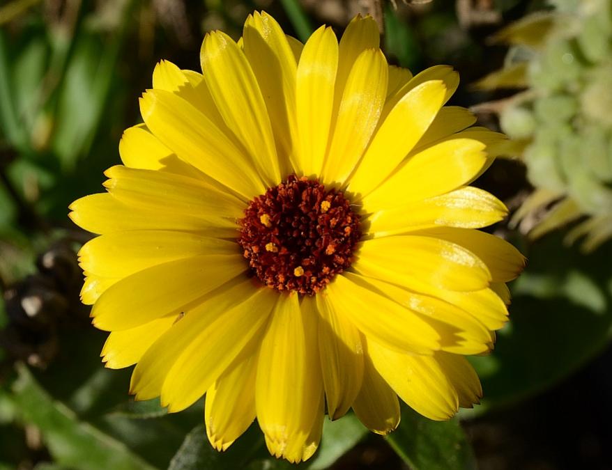 Ringelblume