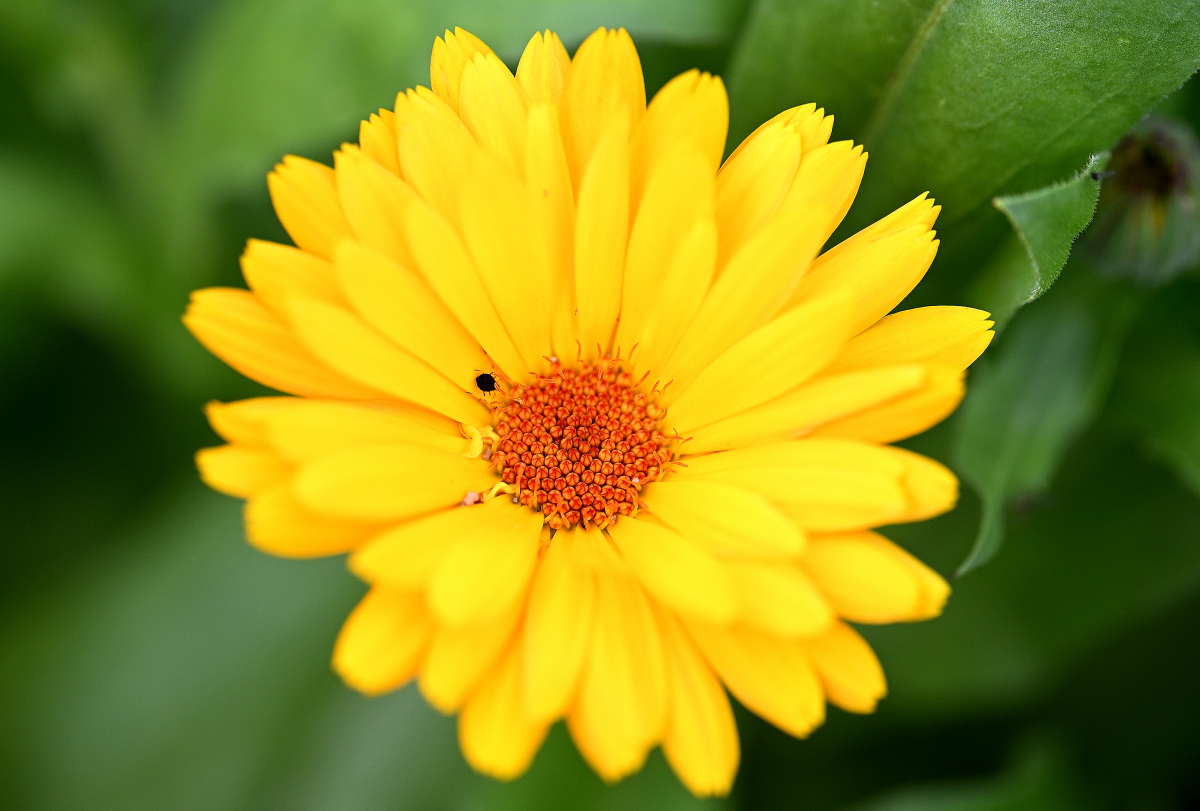 Ringelblume01.JPG