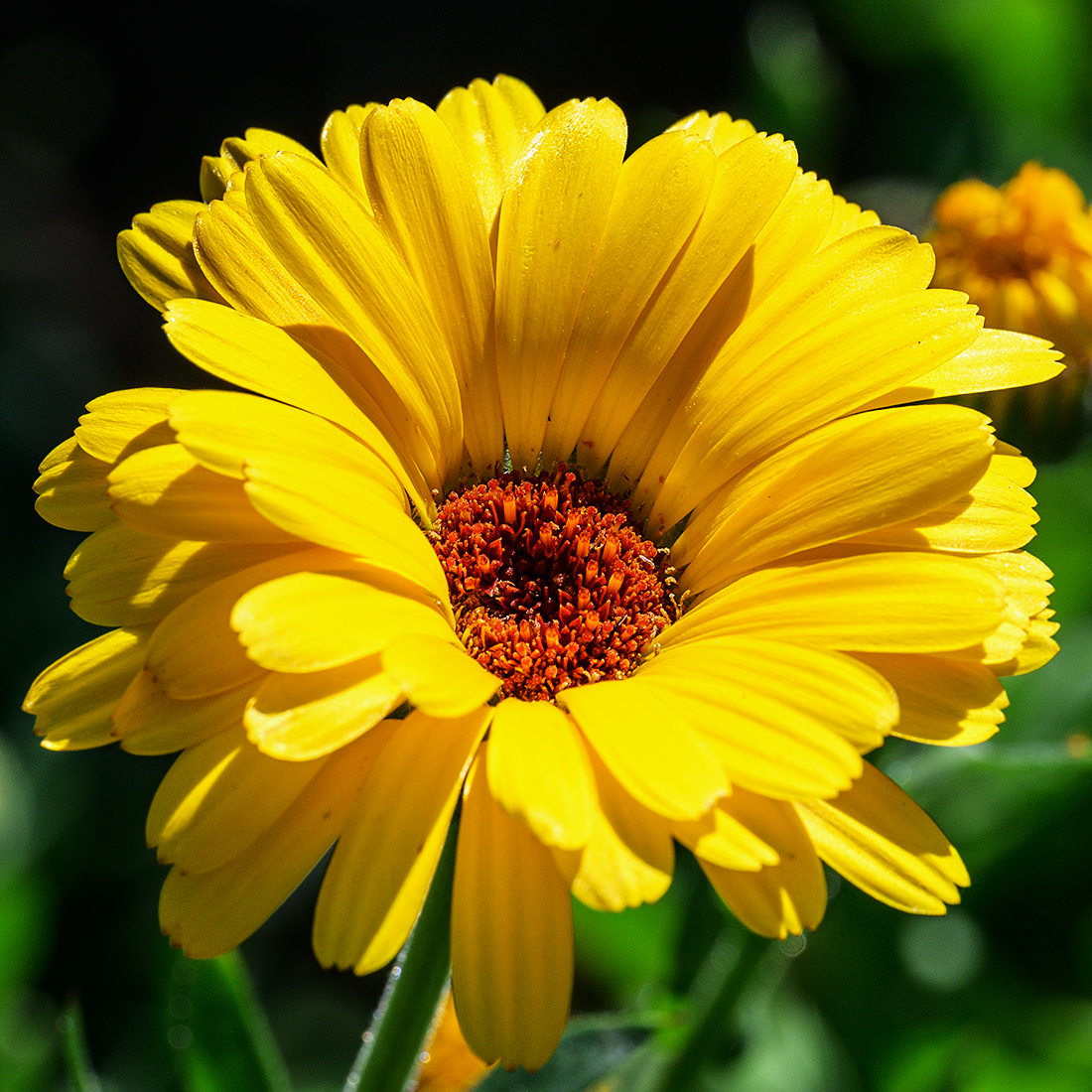 Ringelblume_Z9C_9873_12.jpg