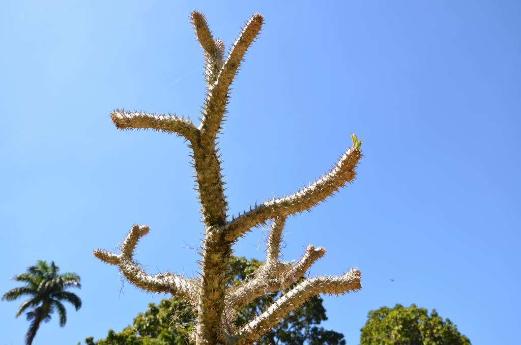 Rio de Janeiro, der botanische Garten im September.