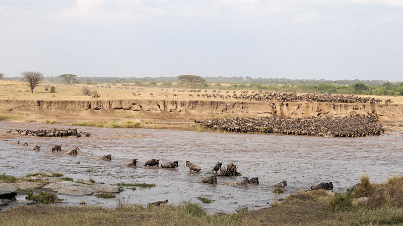 River-crossing
Gnus durchqueren den Mara-River in der Serengeti
1158