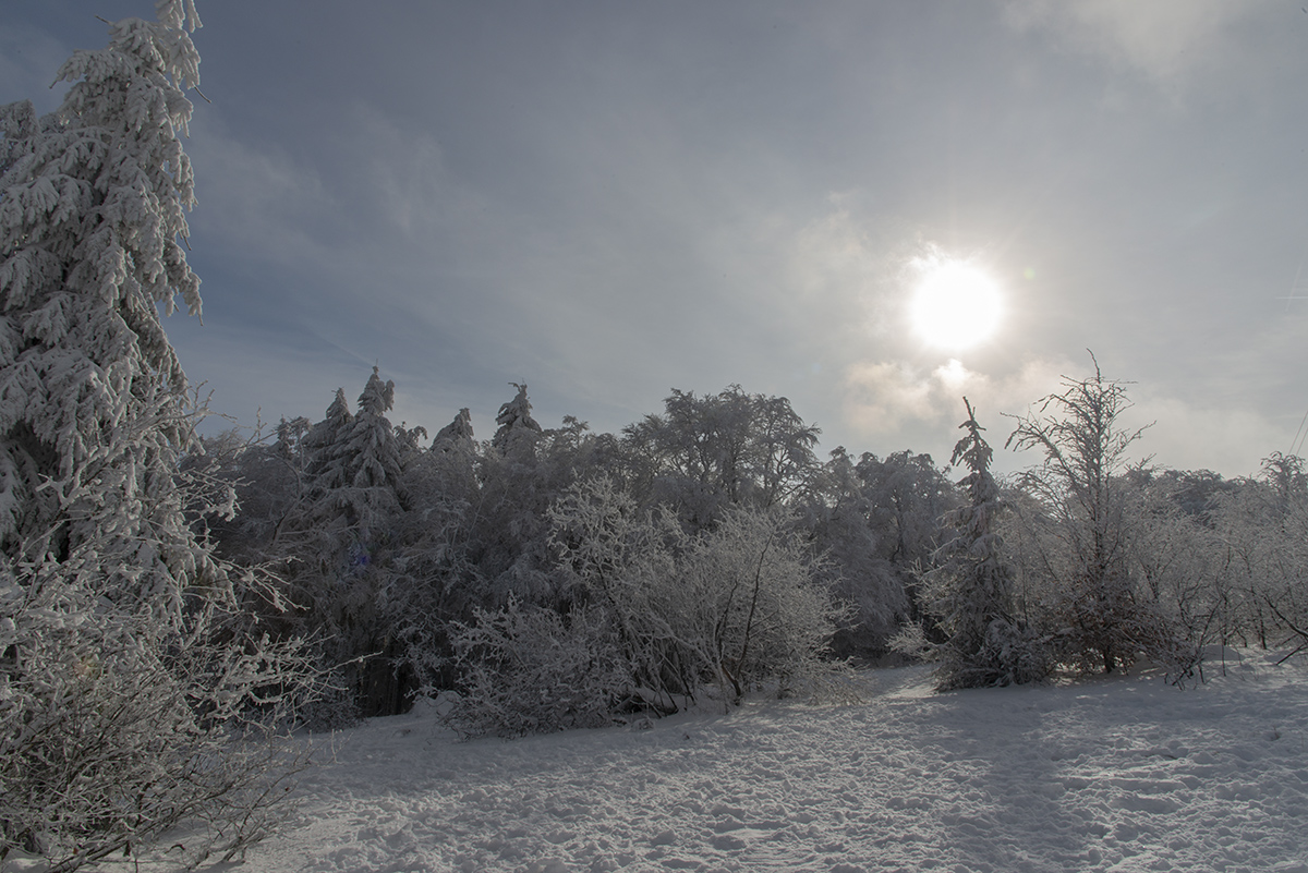 rk_20190204_803967-n.jpg