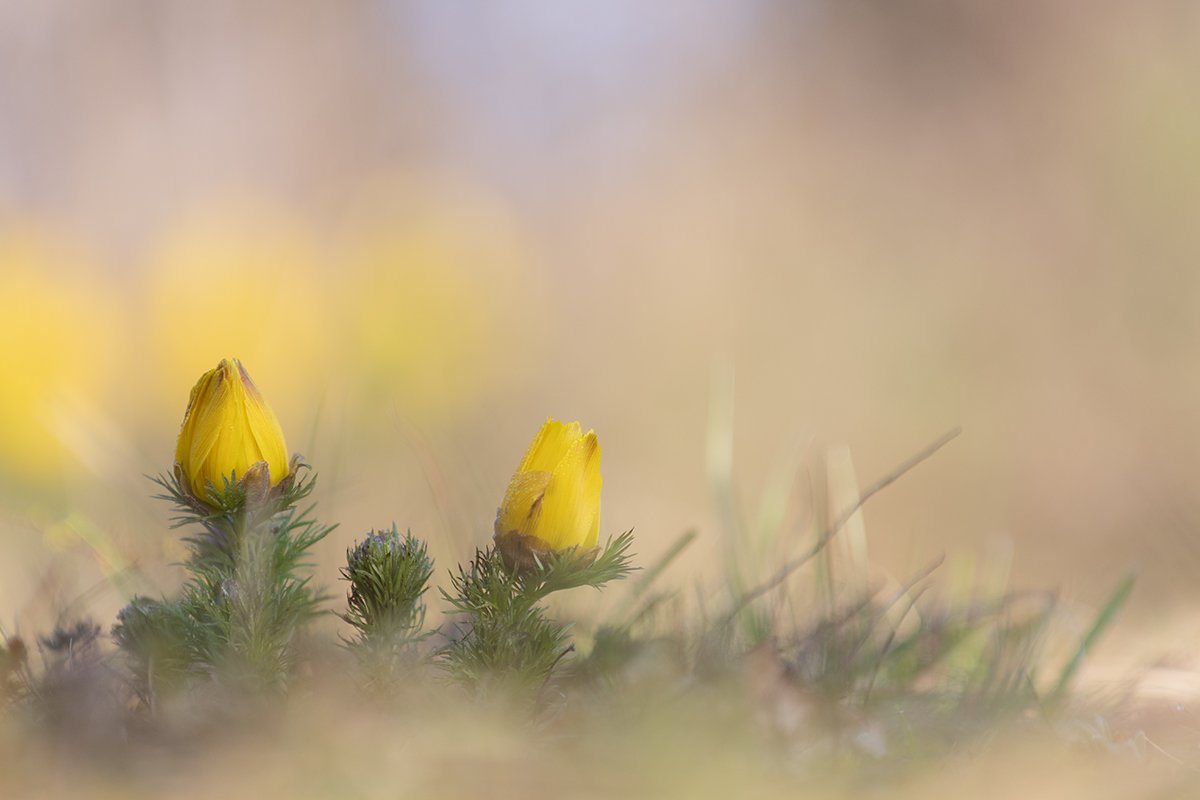 rk_20190330_505547.jpg