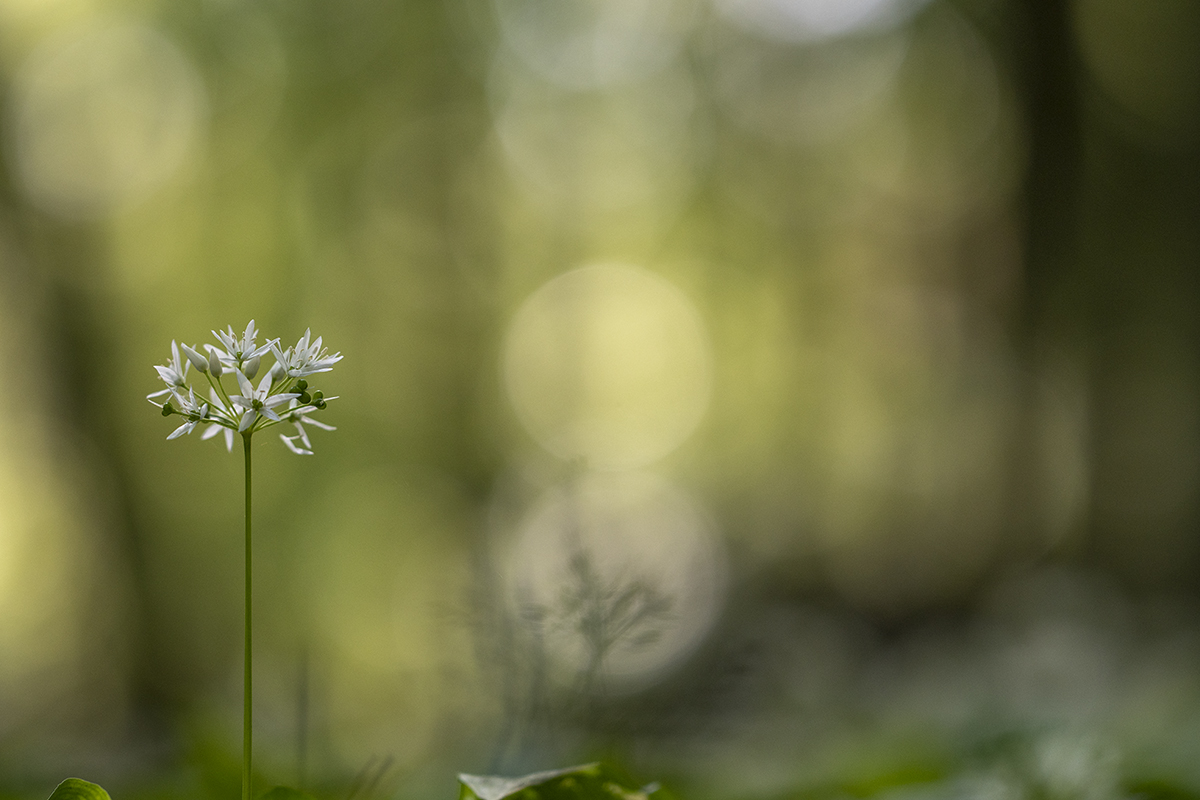 rk_20190430_506040.jpg