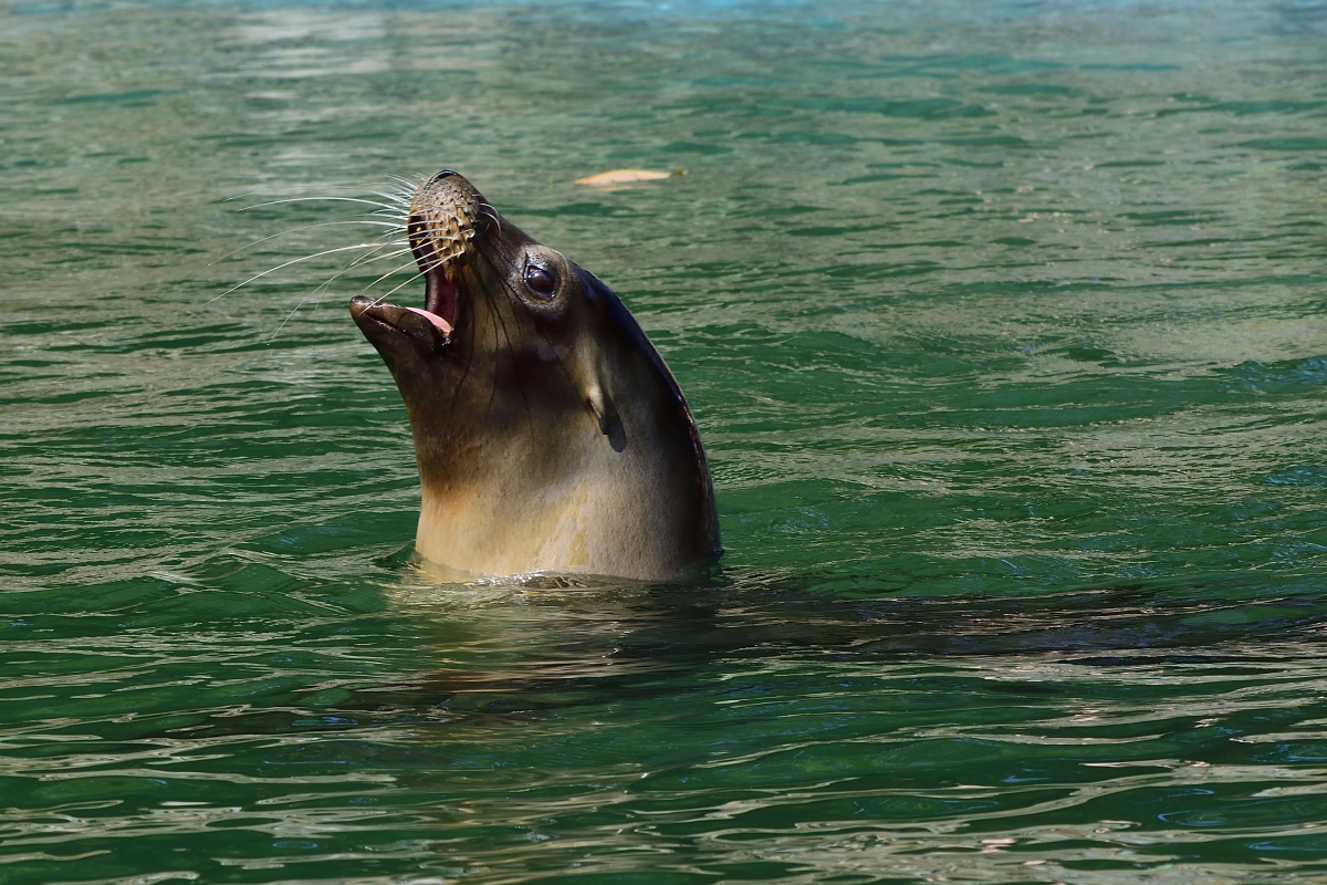 Robbe Duisburgerzoo