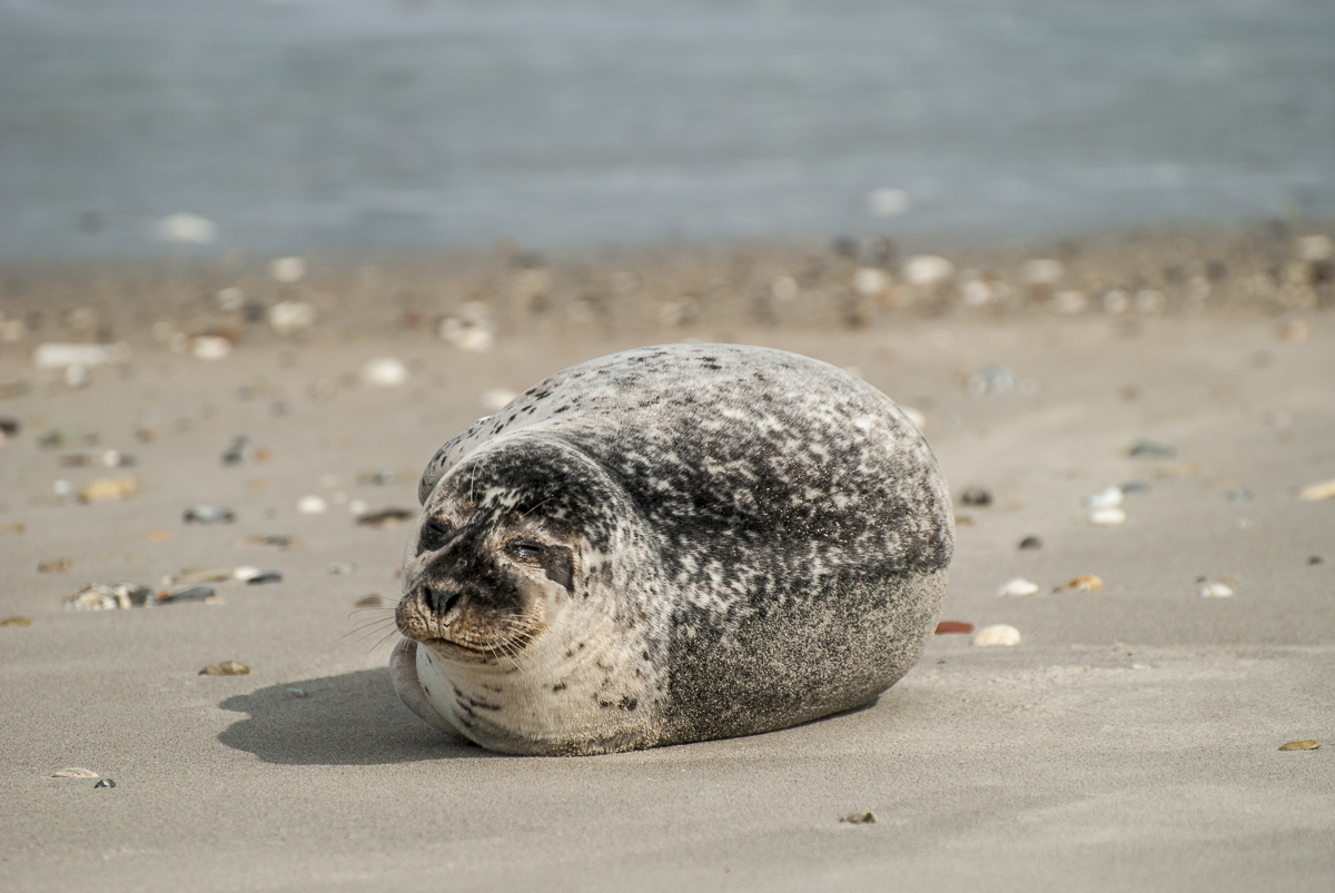 Robbe Helgoland.jpg