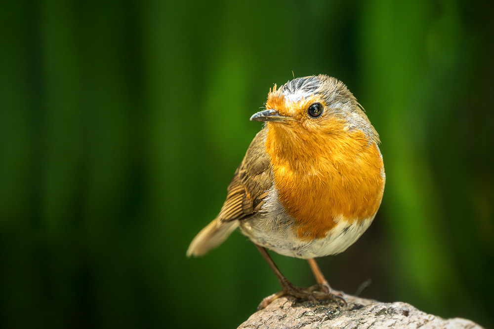 Robin