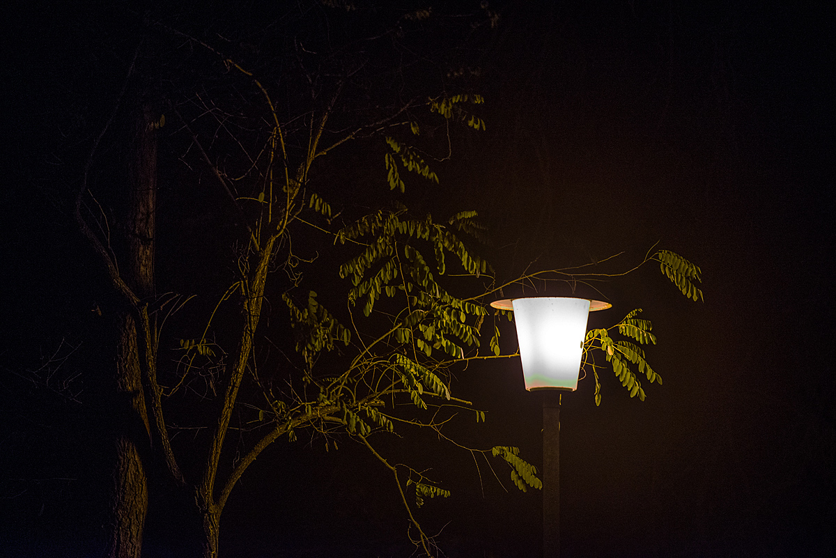Robinienlampe 2