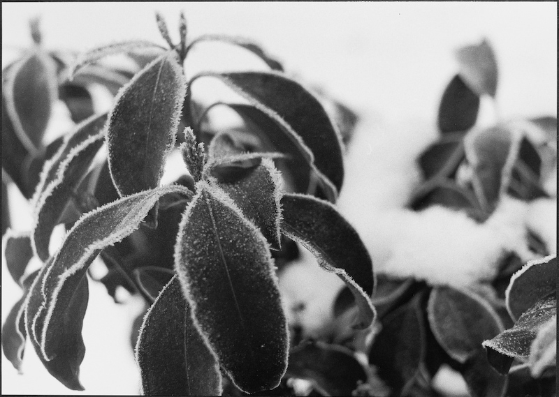 Rodinal Repro