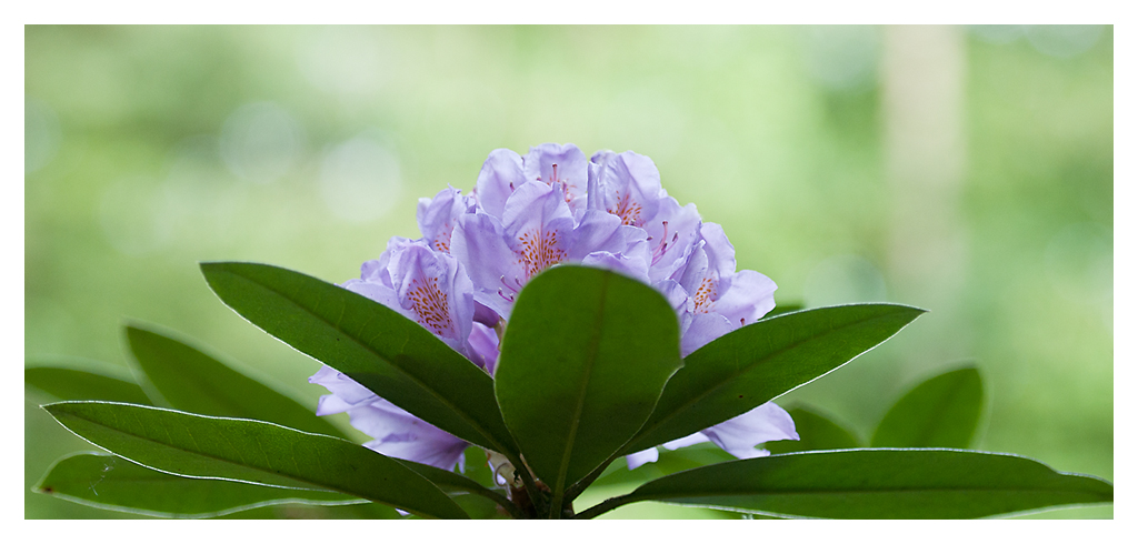 Rododendron im Wald