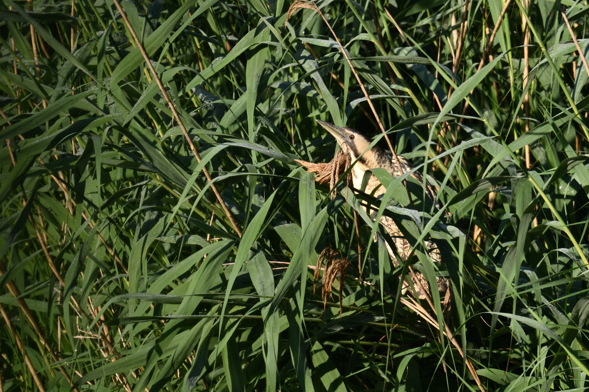 rohrdommelPH8_0944nf.jpg