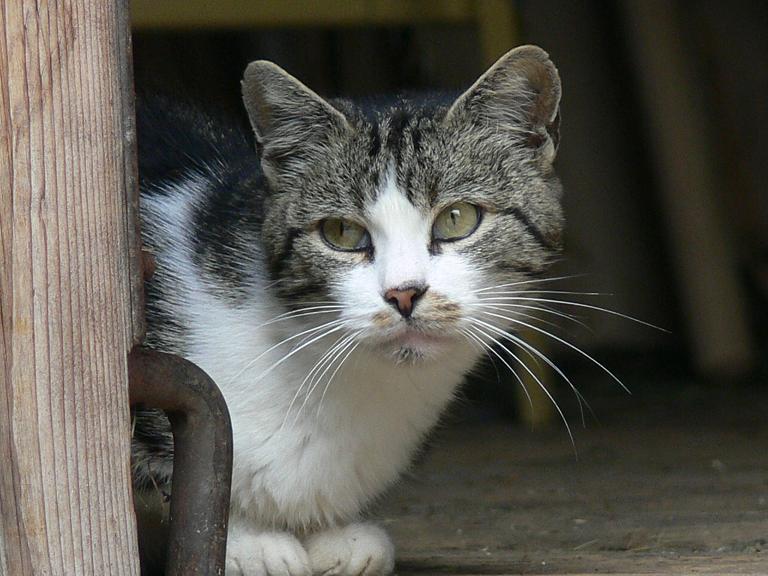 Rohrmoos2007 450