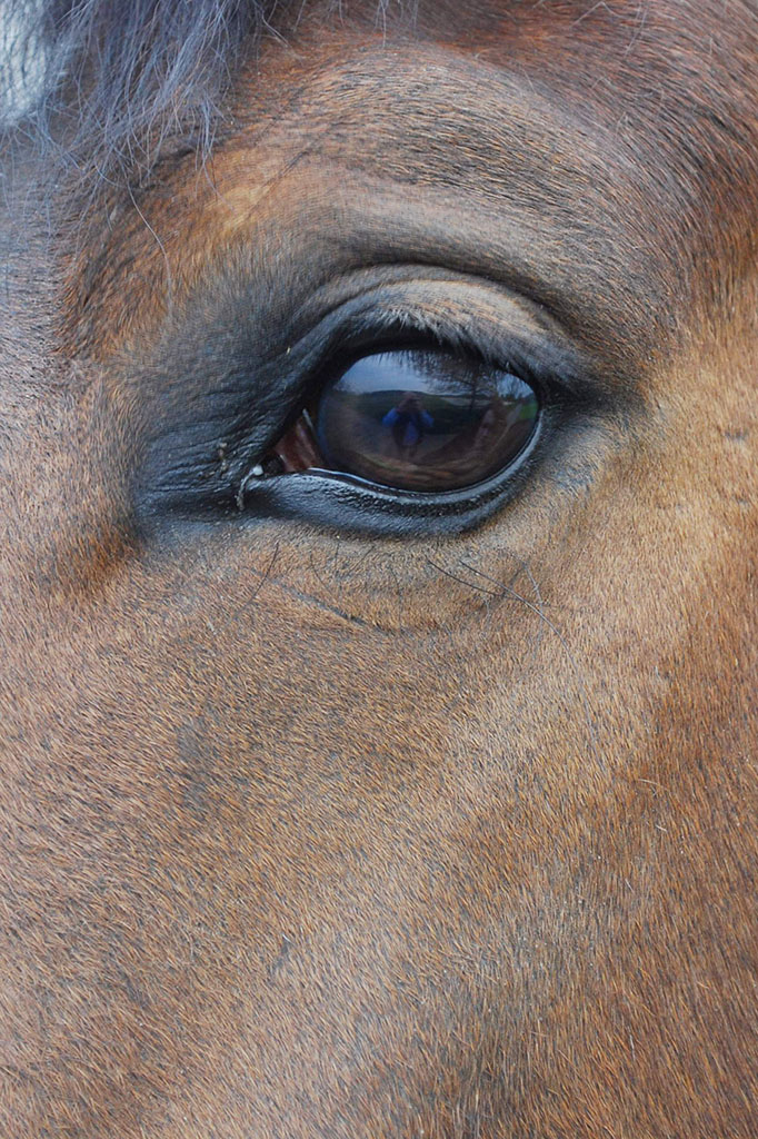 Rolfs Auge (DSC 3192AAx)