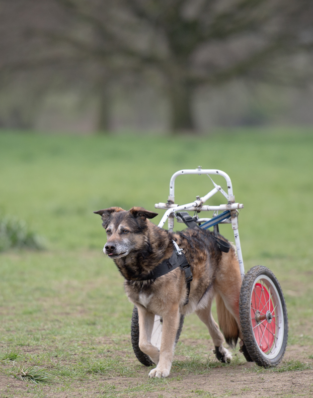 Rollator