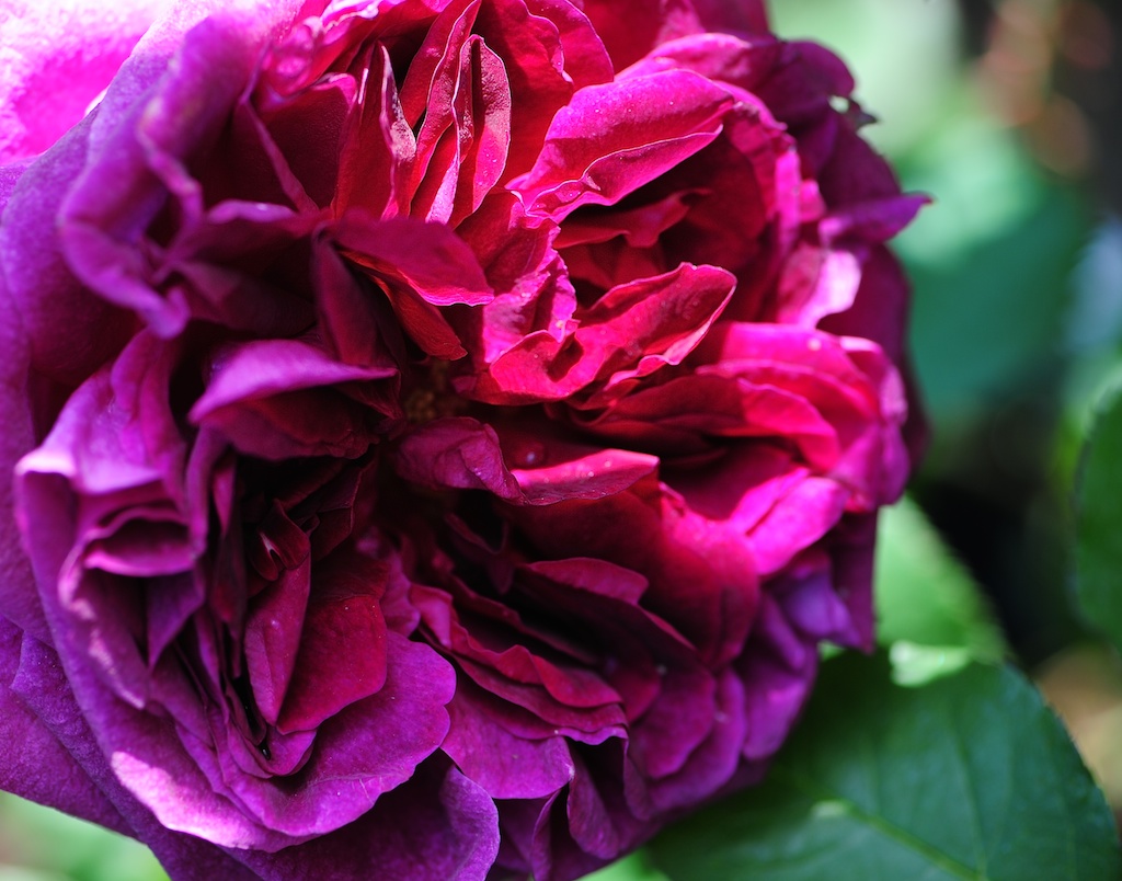 ROS 2077   Arbeitskopie 2 Duftrose