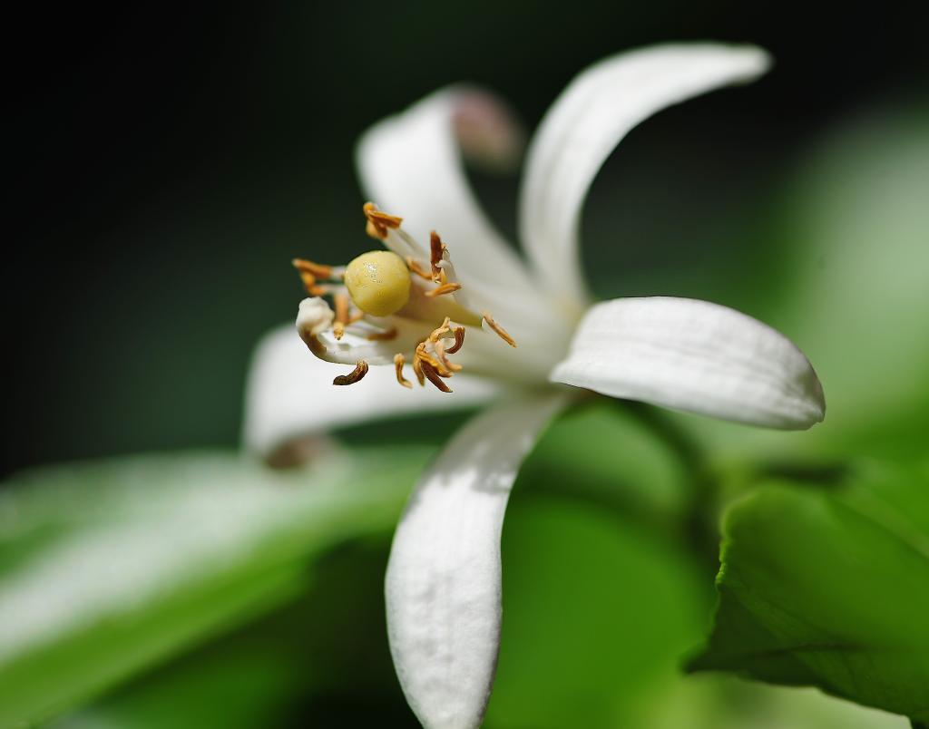 ROS 2113, Neroli oder Orangenblüte.
Als Ätherisches Öl sehr gut bei Angst und Panikstörungen einsetzbar.