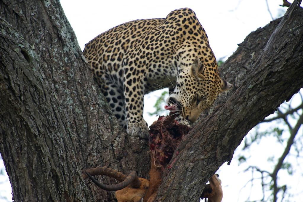 ROS 2800 Leopard mit Beute auf einem Baum
