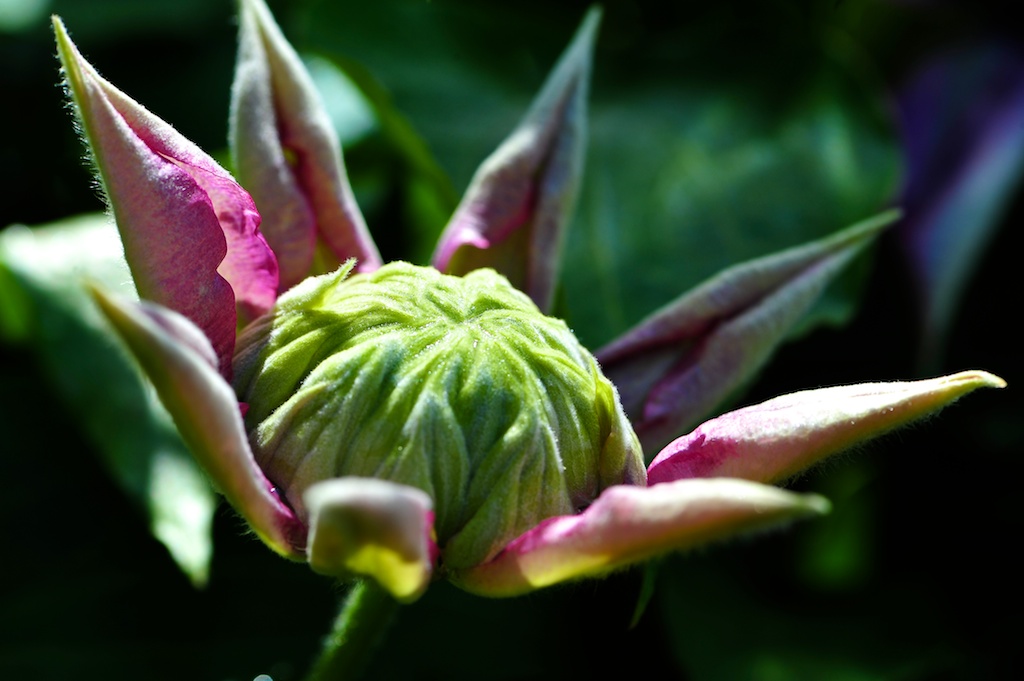 ROS 6776 Clematis vor der Blüte