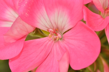 rosa Blüte