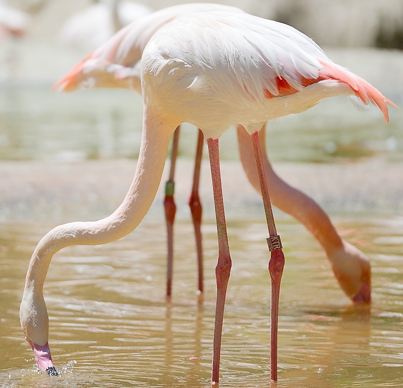 Rosa Flamingo
