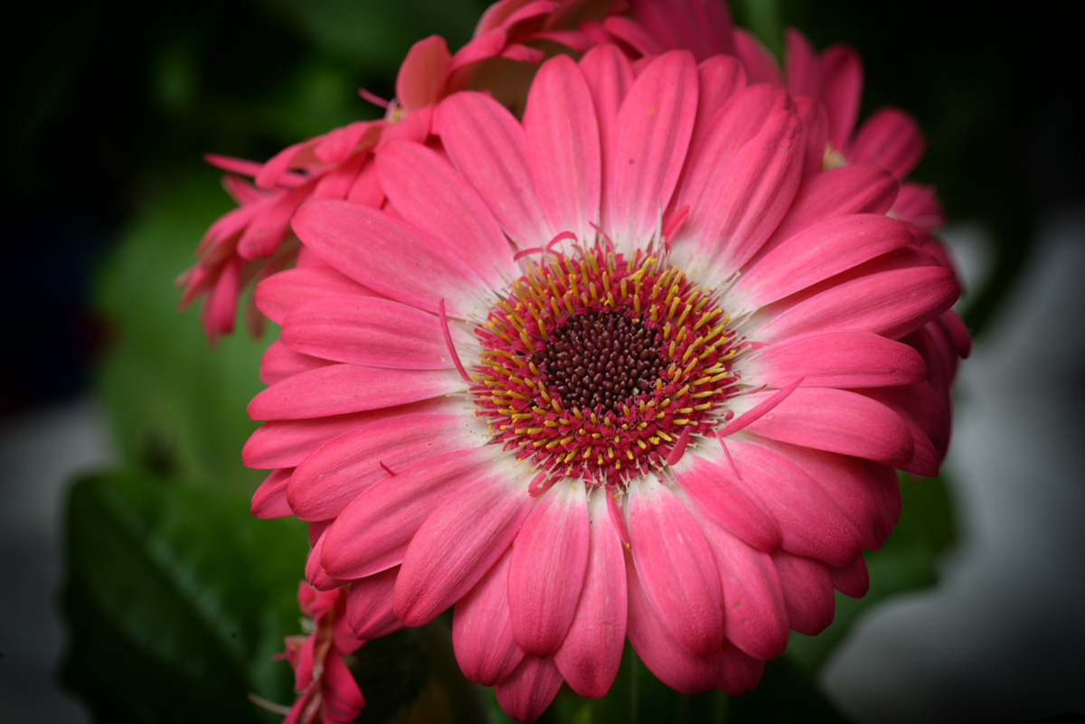 Rosa Gerbera-Ringelblumen_1200.jpg