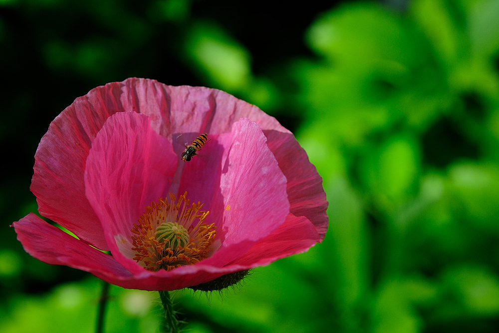 RosaMohn bienchen 1