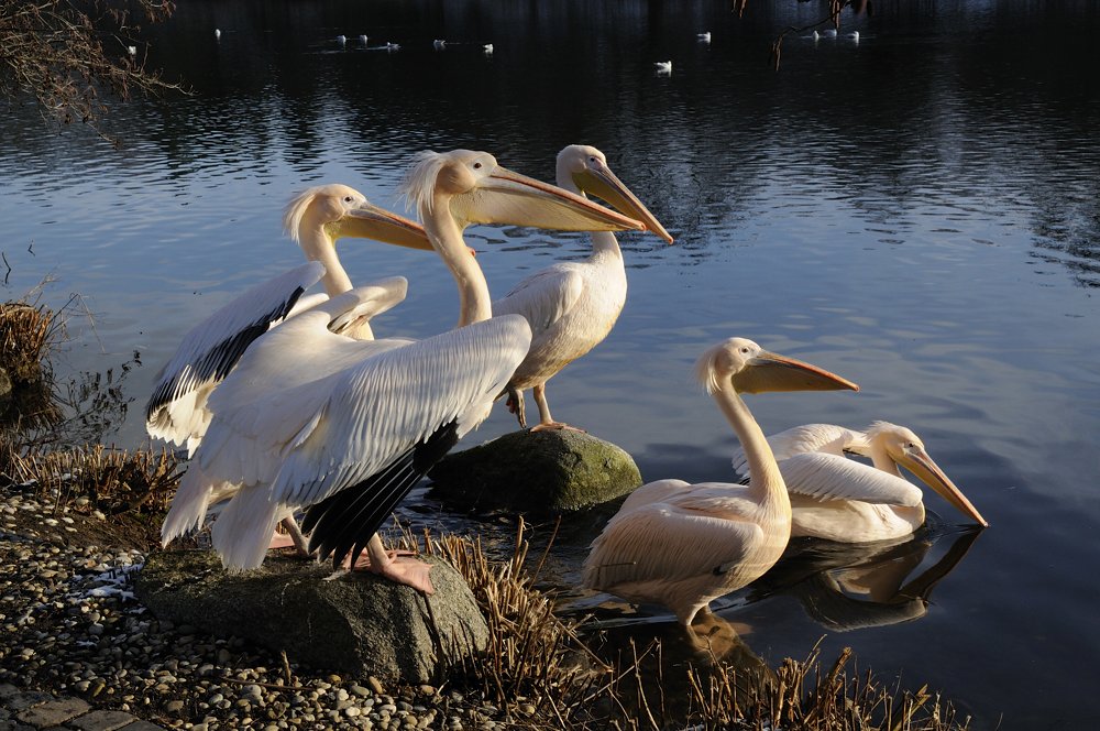 Rosapelikan (Pelecanus onocrotalus)
Luisenpark Mannheim