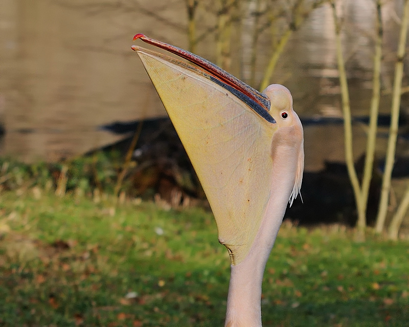 Rosapelikan
Tiergarten Nürnberg