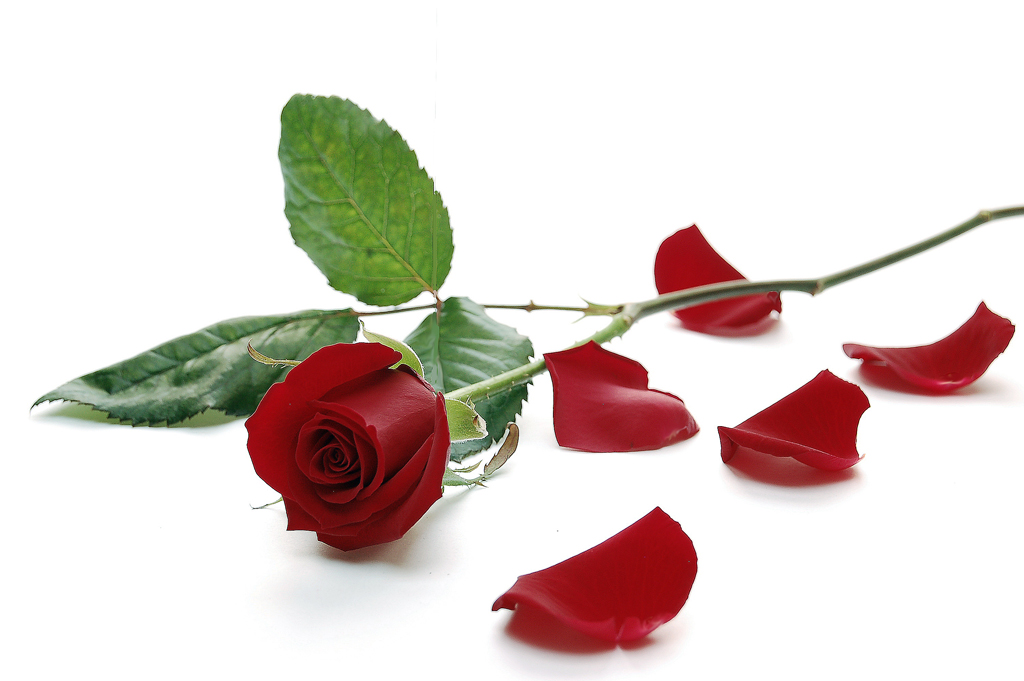 rose 045bearbeitet