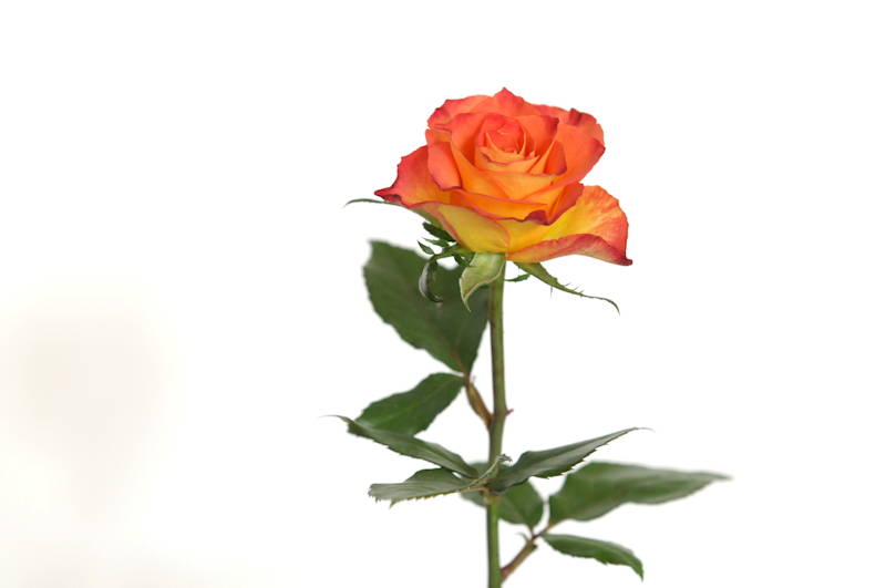Rose 1