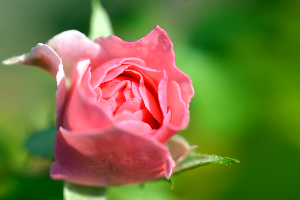rose 1200