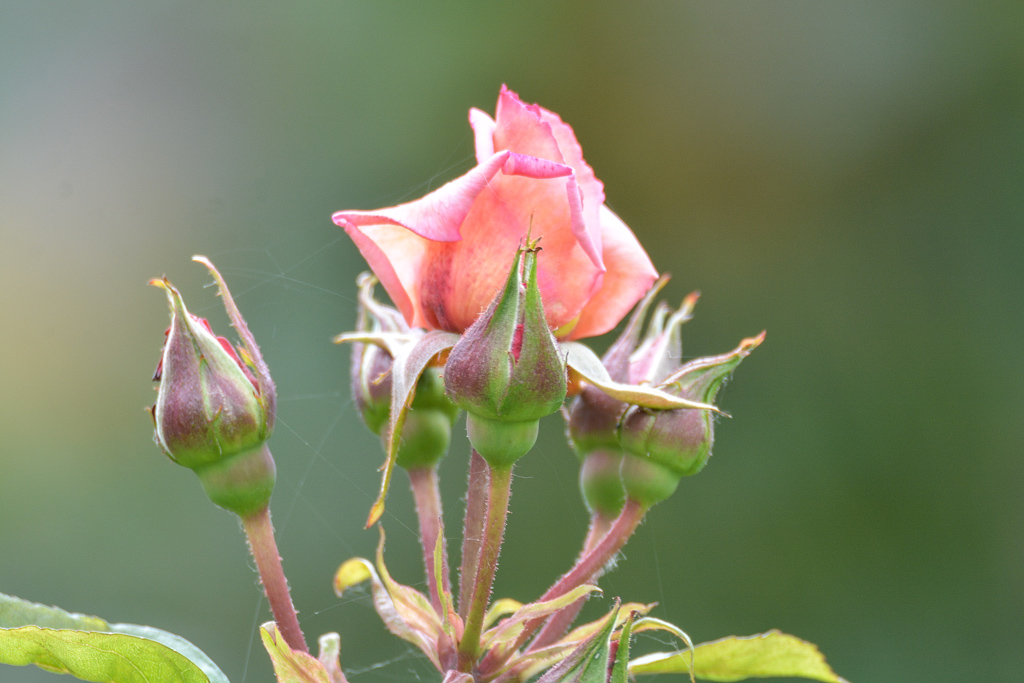 Rose 1774