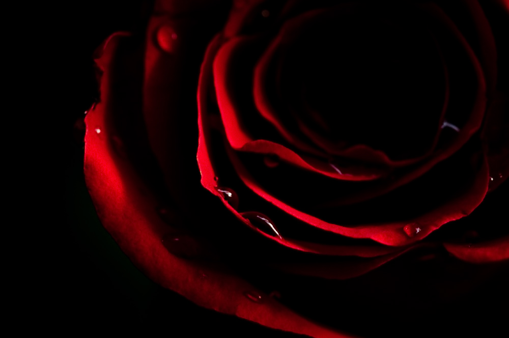 rose 2